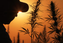 USDA Approves First Hemp Production Plans for States and Native Tribes USDA-Hemp Production-CBD News-CBDToday