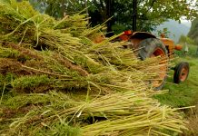 Price for Hemp Plunges; Experts Blame Oversupply Hemp Farming-Price for Hemp-CBD-CBDToday