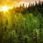 Hemp Licenses Now Being Issued to Louisiana Farmers Louisiana_hemp_Licenses_CBDToday