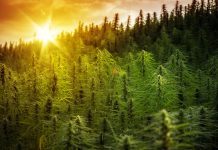 Hemp Licenses Now Being Issued to Louisiana Farmers Louisiana_hemp_Licenses_CBDToday