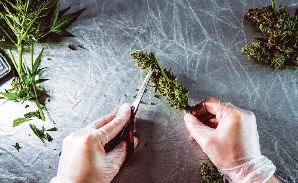 Is CBG the new CBD-Josefine Nowitz-CBDToday