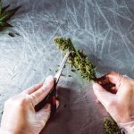 Is CBG the New CBD? Is CBG the new CBD-Josefine Nowitz-CBDToday