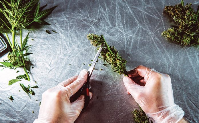 Is CBG the new CBD-Josefine Nowitz-CBDToday