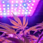 Using the Right Light Spectrum Can Eliminate Outdoor Transplant Shock Kevin Frender-Black Dog LED-outdoor transplant-CBD-CBDToday