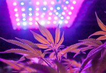 Using the Right Light Spectrum Can Eliminate Outdoor Transplant Shock Kevin Frender-Black Dog LED-outdoor transplant-CBD-CBDToday