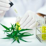 Canadian Cannabis Study Shows CBD Could Help Treat COVID-19 Pathway Rx-COVID-19-CBD study-CBDToday