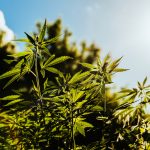 Louisiana Governor Signs Bill to Ban Most Smokable Hemp Products Smokable Hemp-Louisiana-CBD-CBDToday
