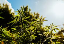 Louisiana Governor Signs Bill to Ban Most Smokable Hemp Products Smokable Hemp-Louisiana-CBD-CBDToday
