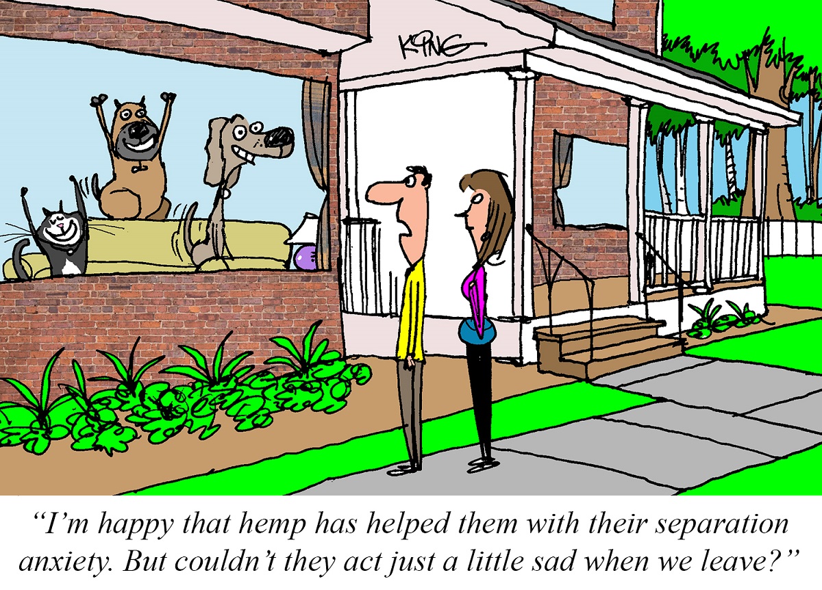 Jerry-King-cartoonist-June 2020-hemp cartoon-CBD-CBDToday