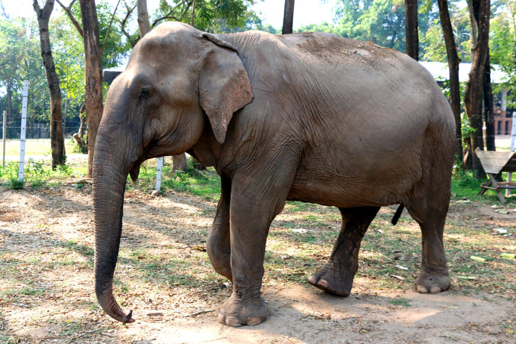 Elephants-CBD oil-Warsaw Zoo-CBDToday