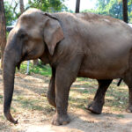 Elephants-CBD oil-Warsaw Zoo-CBDToday
