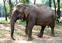 Zookeepers Administer CBD Oil to Help Elephants Cope With Stress Elephants-CBD oil-Warsaw Zoo-CBDToday