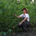 Hemp Farmers Now Eligible for Federal COVID-19 Relief Hemp Farmers Now Eligible for Federal COVID-19 Relief-hemp news-CBD-CBDToday