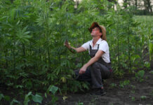 Hemp Farmers Now Eligible for Federal COVID-19 Relief Hemp Farmers Now Eligible for Federal COVID-19 Relief-hemp news-CBD-CBDToday