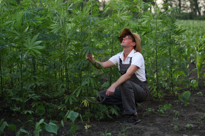 Hemp Farmers Now Eligible for Federal COVID-19 Relief-hemp news-CBD-CBDToday