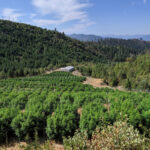 OSU to Study Effects of Wildfire Smoke on Hemp Crops amid Historic Fires OSU to Study Effects of Wildfire Smoke on Hemp Crops amid Historic Fires-CBD-CBDToday