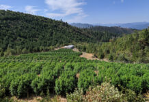 OSU to Study Effects of Wildfire Smoke on Hemp Crops amid Historic Fires OSU to Study Effects of Wildfire Smoke on Hemp Crops amid Historic Fires-CBD-CBDToday