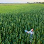 Congress Approves Funding to Extend Federal Hemp Pilot Program Congress Approves Funding to Extend Federal Hemp Pilot Program-CBD news-CBDToday