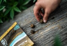 Charlotte’s Web Canine Chews Charlotte's Web Canine Chews-CBD products-CBDToday