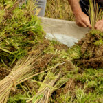 Industry Members React to USDA’s Release of Final Rule on Hemp Production Industry Members React to USDA’s Release of Final Rule on Hemp Production-CBD news-CBDToday