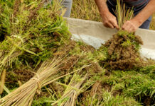 Industry Members React to USDA’s Release of Final Rule on Hemp Production Industry Members React to USDA’s Release of Final Rule on Hemp Production-CBD news-CBDToday