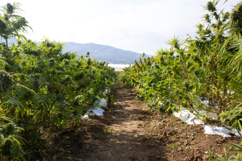 How Much U.S. Farmland Should Be Dedicated to Hemp Crops-CBD news-CBDToday