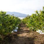 How Much U.S. Farmland Should Be Dedicated to Hemp Crops? How Much U.S. Farmland Should Be Dedicated to Hemp Crops-CBD news-CBDToday