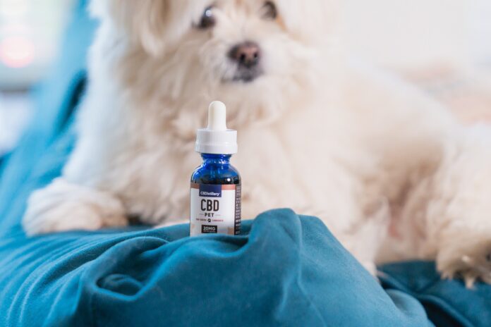 CBDistillery Pet Tincture-CBD products-CBDToday