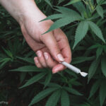 CBD Brands Get Revenue Boost with Hemp Pre-Rolls Custom Cones USA CBD Boost with Hemp Pre-Rolls CBD Today