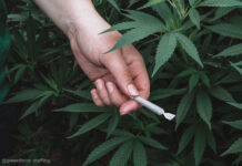 CBD Brands Get Revenue Boost with Hemp Pre-Rolls Custom Cones USA CBD Boost with Hemp Pre-Rolls CBD Today