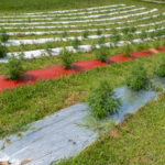 USDA’s Domestic Hemp Production Guidance Now in Effect USDA Domestic Hemp Production Guidance Now in Effect-CBD news-CBDToday