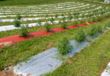 USDA’s Domestic Hemp Production Guidance Now in Effect USDA Domestic Hemp Production Guidance Now in Effect-CBD news-CBDToday