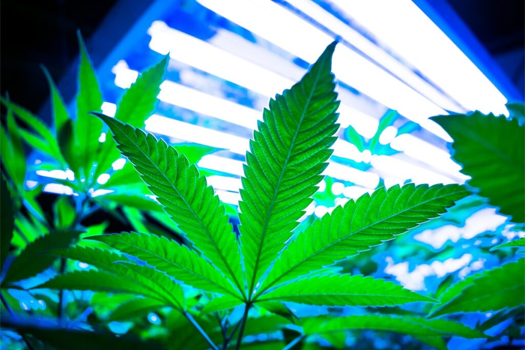 Plant-Optimized-Light-Spectrums-Maximize-Growth-Quality-and-Yield-Kevin-Frender-guest-column-CBDToday