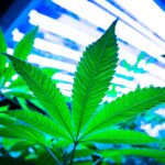 Plant-Optimized Light Spectrums Maximize Growth, Quality, and Yield Plant-Optimized-Light-Spectrums-Maximize-Growth-Quality-and-Yield-Kevin-Frender-guest-column-CBDToday
