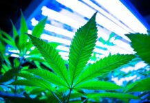 Plant-Optimized Light Spectrums Maximize Growth, Quality, and Yield Plant-Optimized-Light-Spectrums-Maximize-Growth-Quality-and-Yield-Kevin-Frender-guest-column-CBDToday