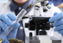 The Importance of Finding Trusted Partners in the CBD Supply Chain Hemp CBD lab testing CBD Today