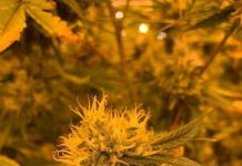 Boston Hemp Inc. is proud to announce the release of its new Live Resin Hash