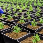 Partnered Process Wins as Best CBD Contract Manufacturer