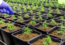 Partnered Process Wins as Best CBD Contract Manufacturer