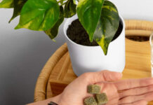 Sunsoil Names Lucinda Alcorn Vice President of Sales